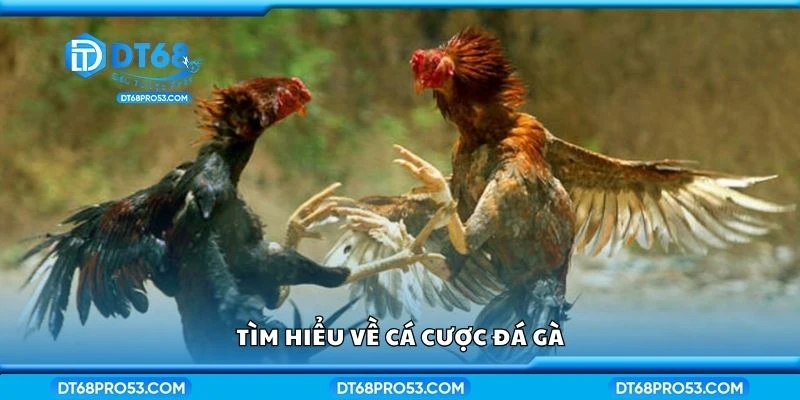 Tìm hiểu về cá cược đá gà
