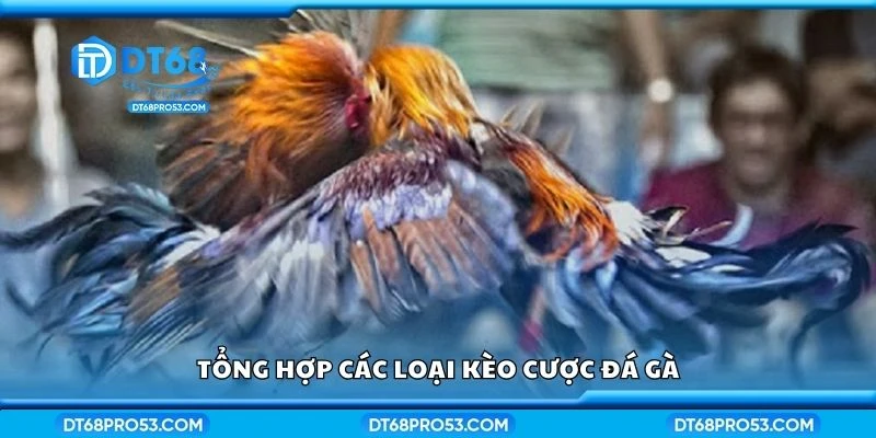 Tổng hợp các loại kèo cược đá gà