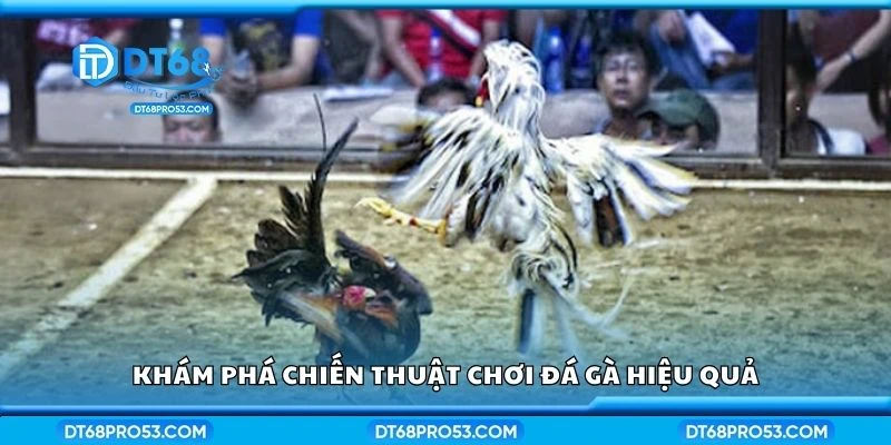 Khám phá chiến thuật chơi đá gà hiệu quả