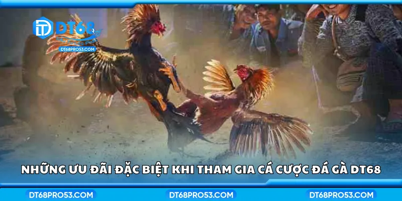 Những ưu đãi đặc biệt khi tham gia cá cược đá gà DT68