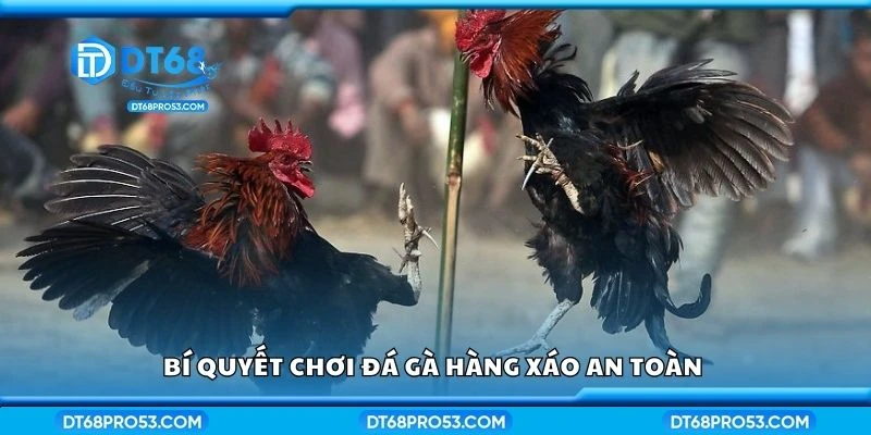Bí quyết chơi đá gà hàng xáo an toàn 