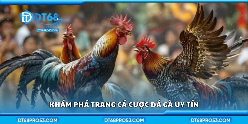 Khám phá trang cá cược đá gà uy tín
